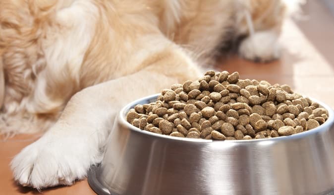 Best Dry Dog Food